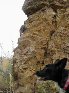 best dog blog, champion of my heart, hiking cat