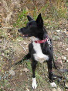 best dog blog, champion of my heart, border collie hiking