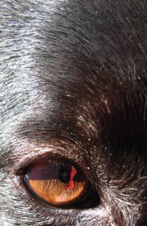 best dog blog, champion of my heart, close-up border collie eye