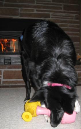 best dog blog, champion of my heart, border collie playing with food-delivery toys