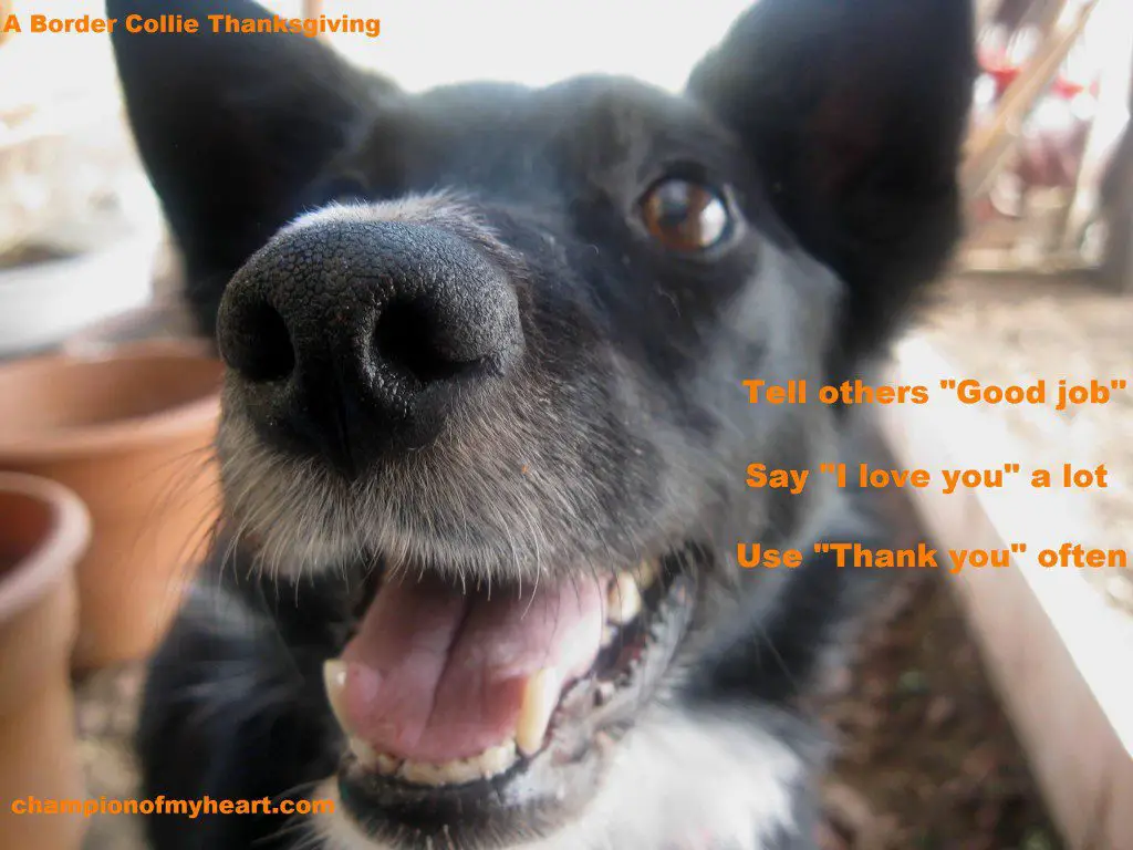 best dog blog, champion of my heart, thanksgiving meme