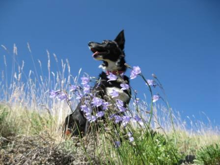 best dog blog champion of my heart border collie on hike