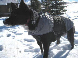 best dog blog, champion of my heart, border collie wearing winter coat
