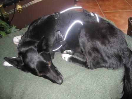 best dog blog champion of my heart  border collie sleeping