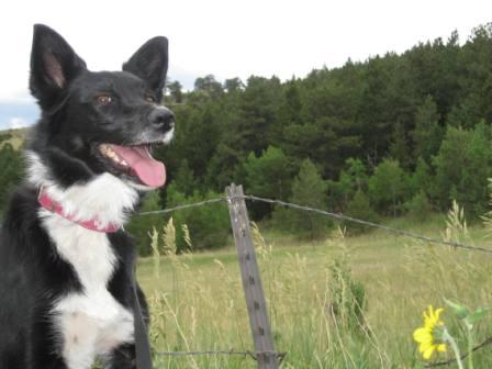 best dog blog champion of my heart border collie on hike
