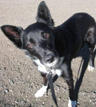 best dog blog champion of my heart border collie face