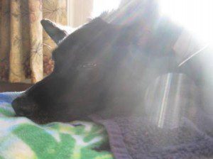 best dog blog, champion of my heart, border collie sleeping in the sunlight