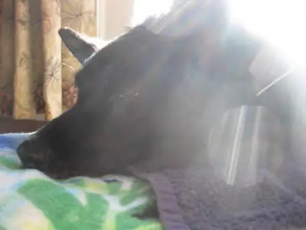 best dog blog, champion of my heart, border collie sleeping in the sunlight
