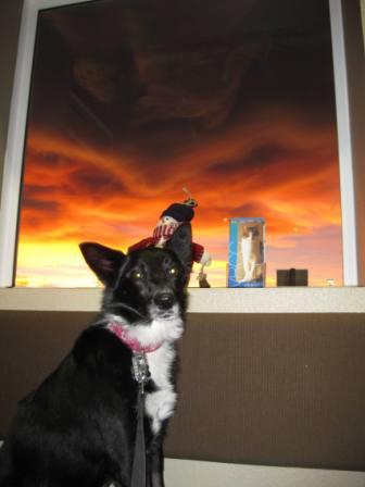 best dog blog champion of my heart border collie in front of crazy sunset