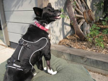 best dog blog champion of my heart border collie sitting in the sun