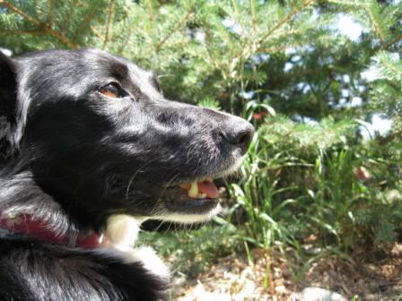 best dog blog champion of my heart border collie face