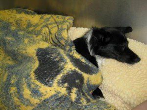 best dog blog champion of my heart border collie in veterinary hospital cage