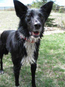 best dog blog champion of my heart border collie after a swim