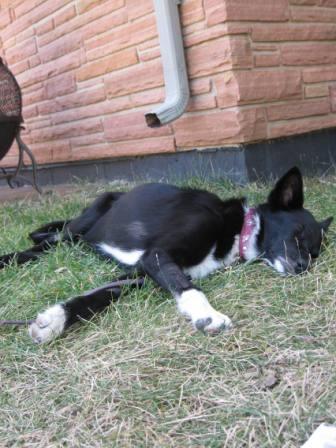 best dog blog champion of my heart border collie sleeping flat