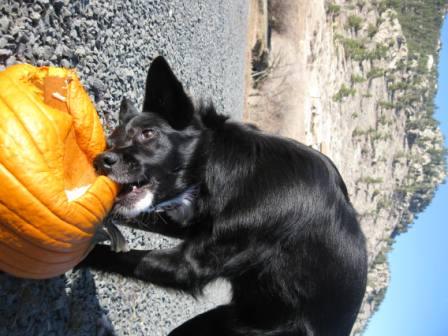 best dog blog champion of my heart border collie eating pumpkin