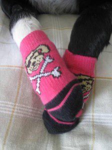 best dog blog champion of my heart dog socks