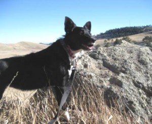 best dog blog champion of my heart border collie hiking