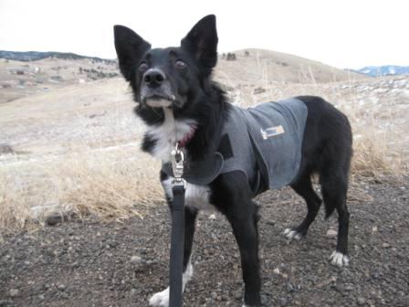 best dog blog champion of my heart border collie wearing thundershirt