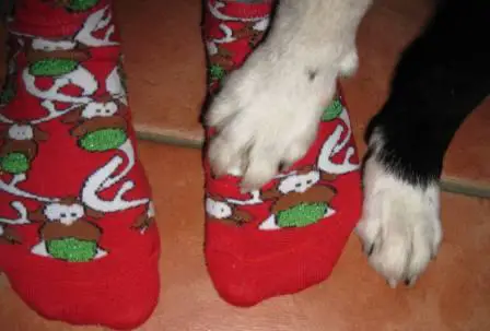 best dog blog, champion of my heart, holiday socks and border collie feet