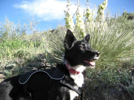 best dog blog champion of my heart border collie on hike