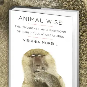 best dog blog, champion of my heart, book cover Animal Wise by Virginia Morell