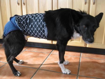 best dog blog, champion of my heart,  border collie wearing a hoo-rag