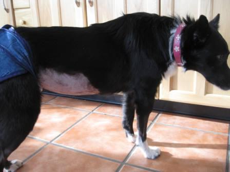 best dog blog, champion of my heart, border collie with shaved stomach