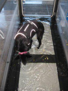 best dog blog, champion of my heart, border collie in underwater treadmill