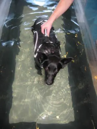 best dog blog, champion of my heart, border collie in underwater treadmill