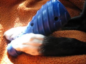 best dog blog, champion of my heart, petstages occupi dog toy