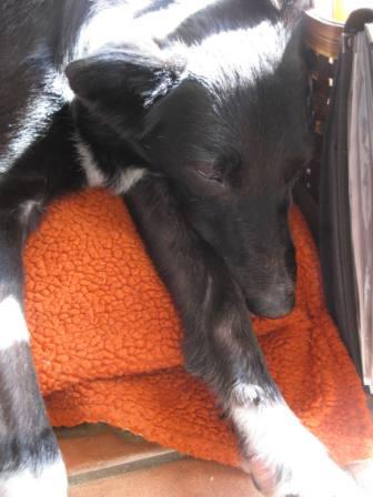best dog blog, champion of my heart, border collie sleeping
