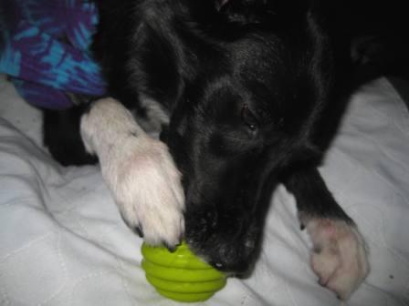 best dog blog, champion of my heart, border collie with favorite ball