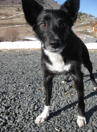 best dog blog, champion of my heart, border collie photo