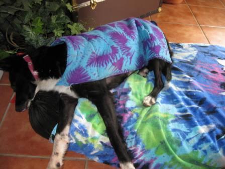 best dog blog, champion of my heart, border collie sleeping under desk