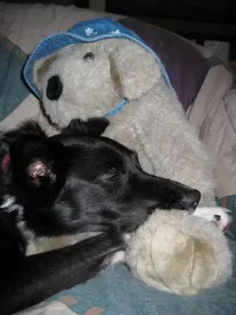 best dog blog, champion of my heart, border collie and stuffed bear toy