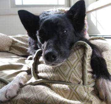 best dog blog, champion of my heart, border collie on dog sofa