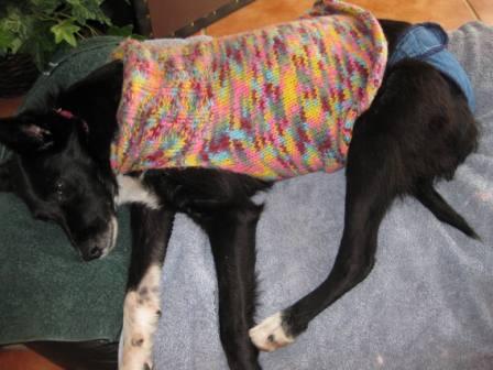 best dog blog, champion of my heart, border collie in knit sweater