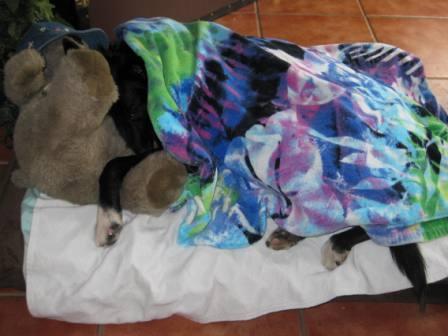 best dog blog, champion of my heart, border collie under a blanket