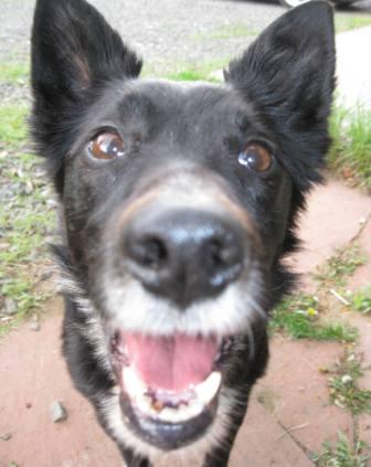 best dog blog, champion of my heart, border collie face close up