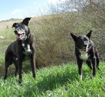 best dog blog, champion of my heart, 2 dogs in green grass
