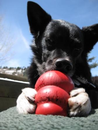 best dog blog, champion of my heart, border collie with kong