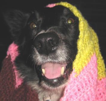best dog blog, champion of my heart, border collie with blanket on her head