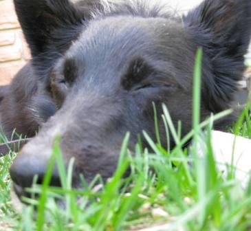 best dog blog champion of my heart border collie sleeping