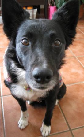 best dog blog, champion of my heart, border collie face close-up