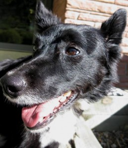 best dog blog, champion of my heart, smiling border collie in the sun