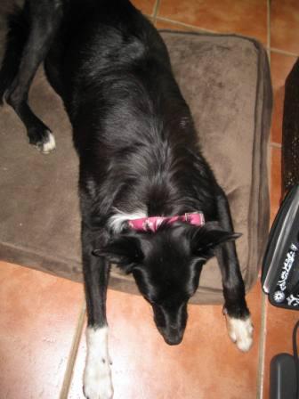 best dog blog champion of my heart border collie sleeping on dog bed