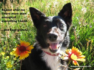 best dog blog, champion of my heart, dog gratitude meme