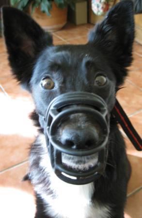 border collie muzzle