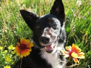 best dog blog, champion of my heart, border collie in wildflowers