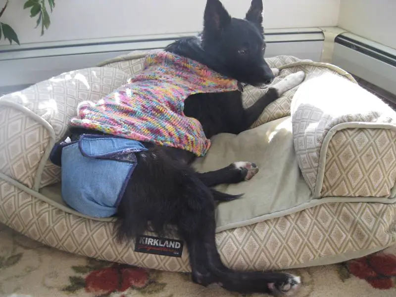 border collie diagnosed with canine blood clots - wearing denim diaper and multicolored sweater